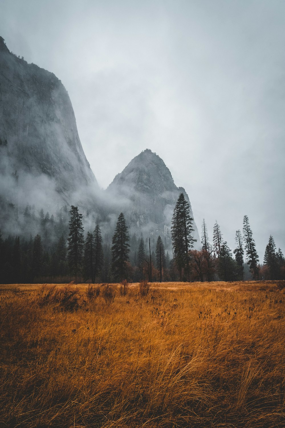 grass field near tall trees in mountain