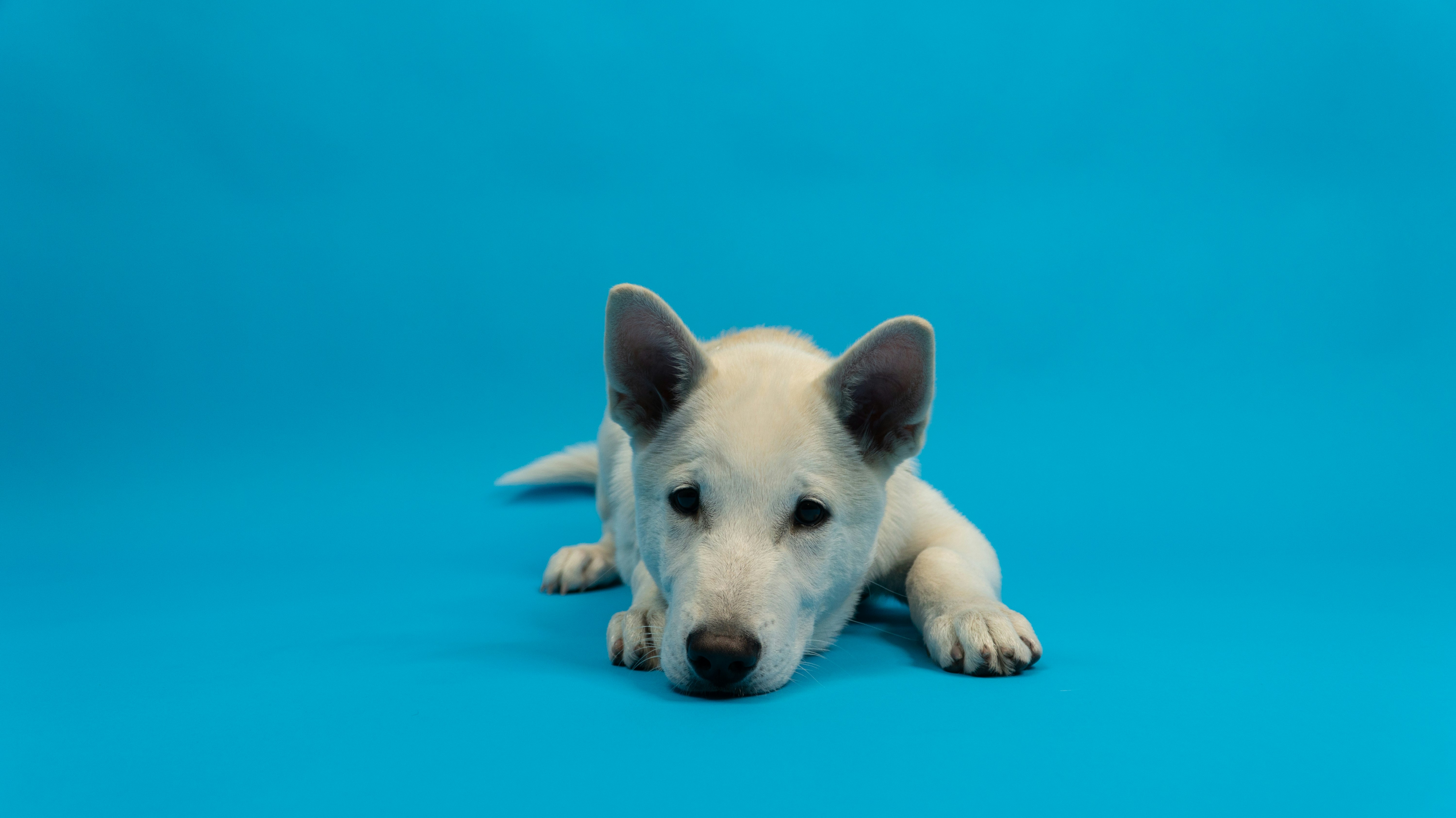 115 Adorable Puppy Pictures Download Free Images Of Puppies