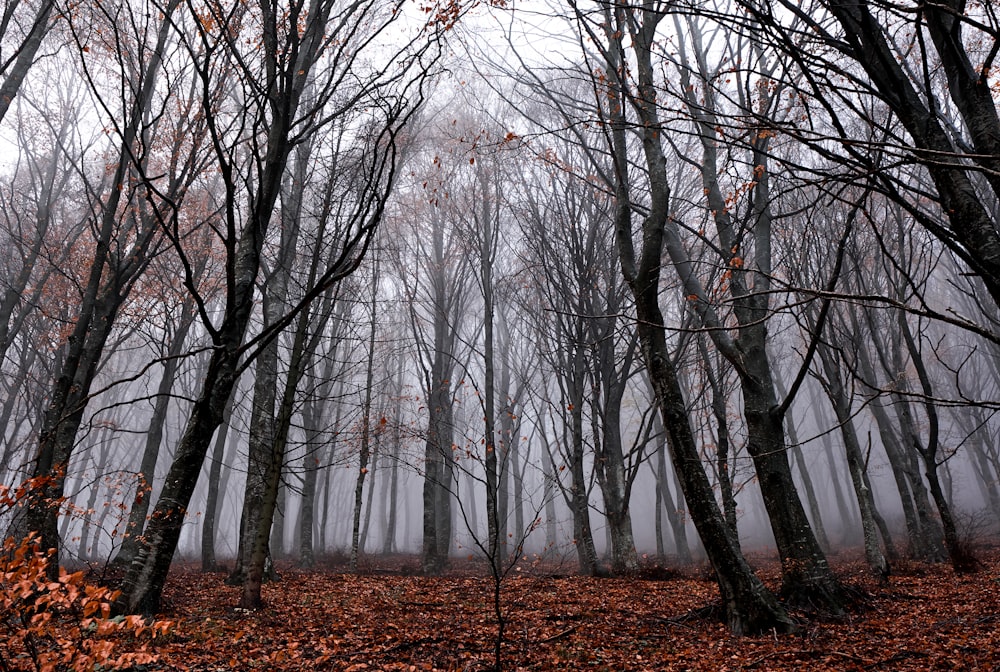 landscape photography of bare trees in forest