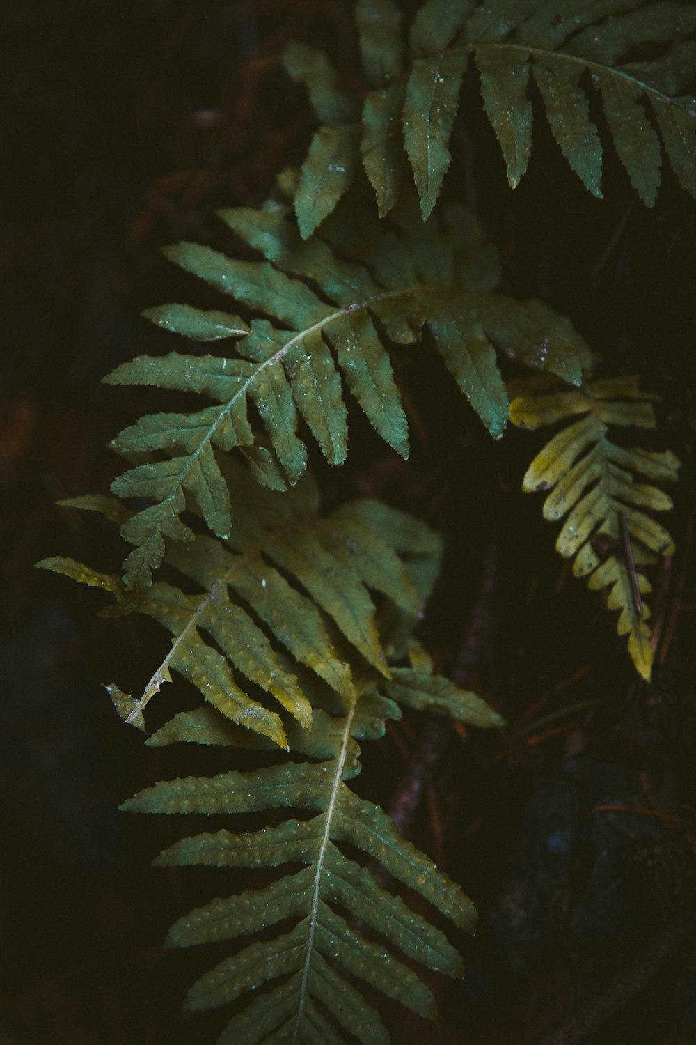 green fern plant