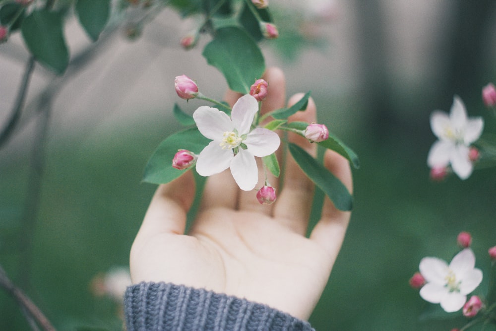 white flowers