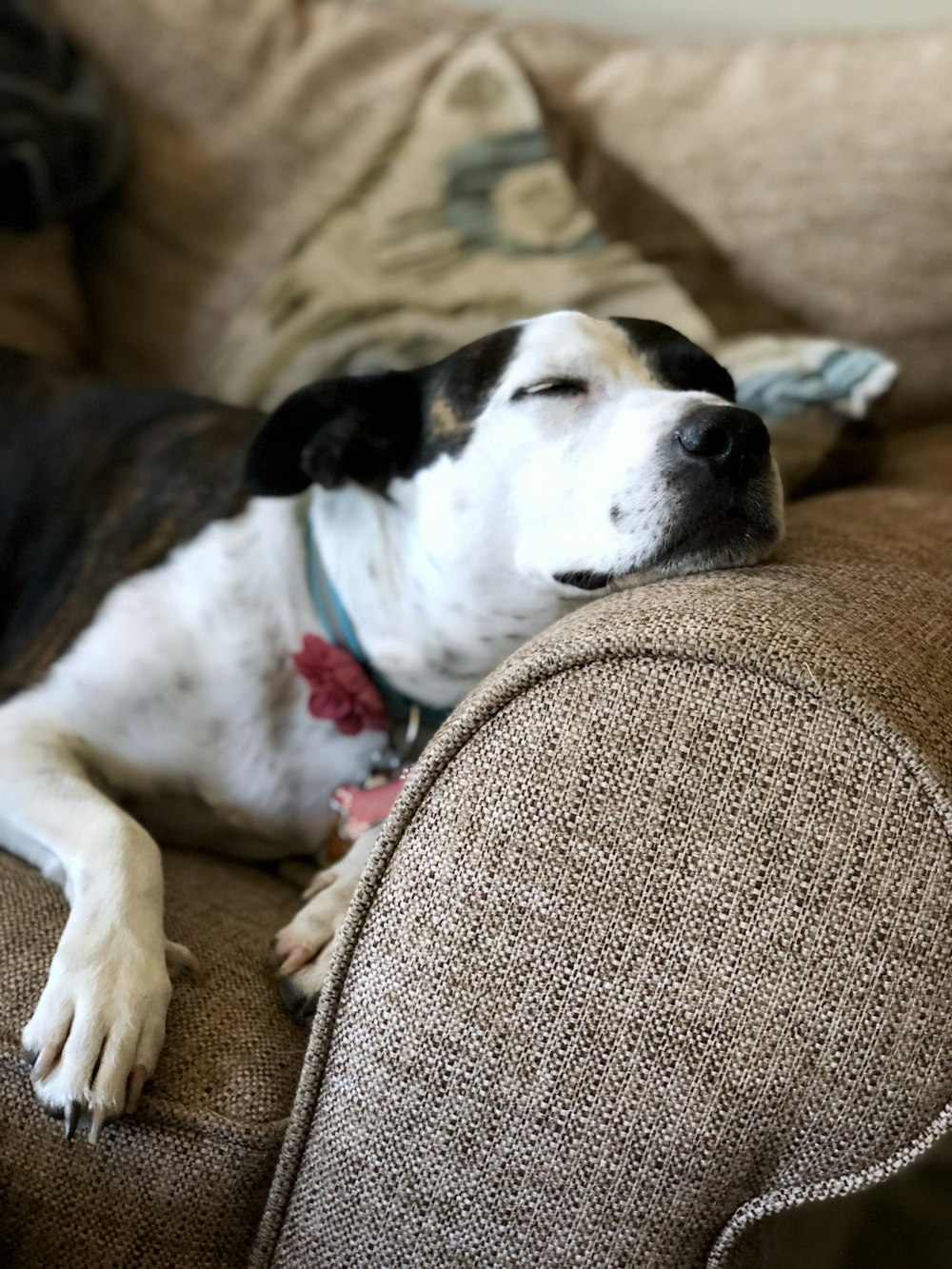 chien blanc et noir à poil court couché à l’intérieur