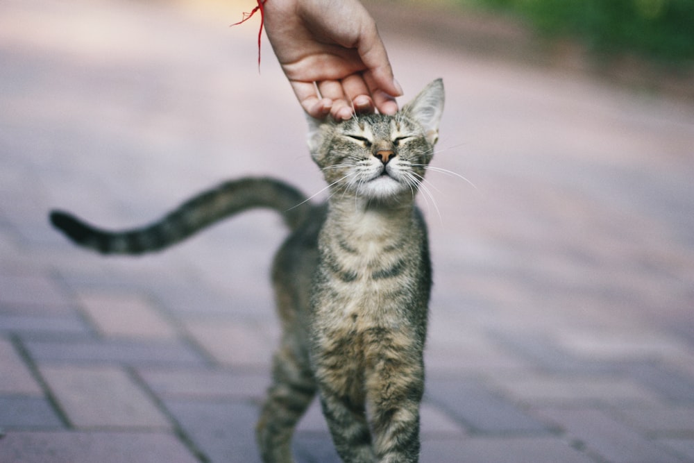 Fotografía de enfoque selectivo de gato atigrado marrón