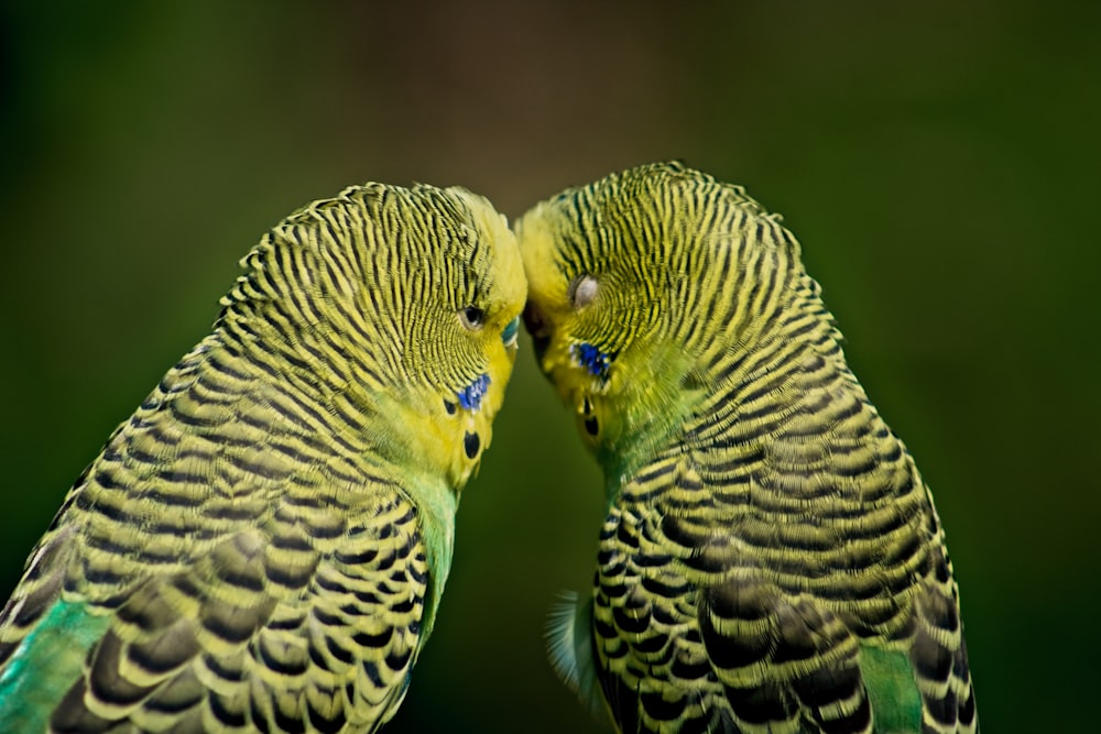 pair of green budgerigars