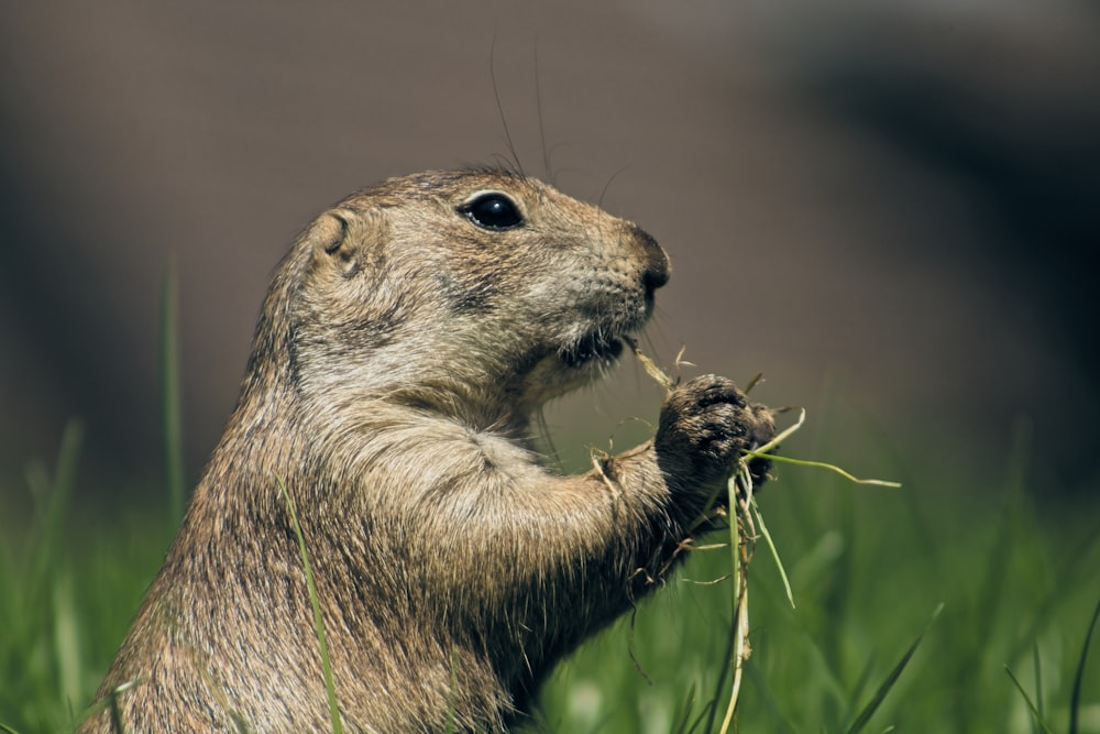 close-up of brown animal eating grass