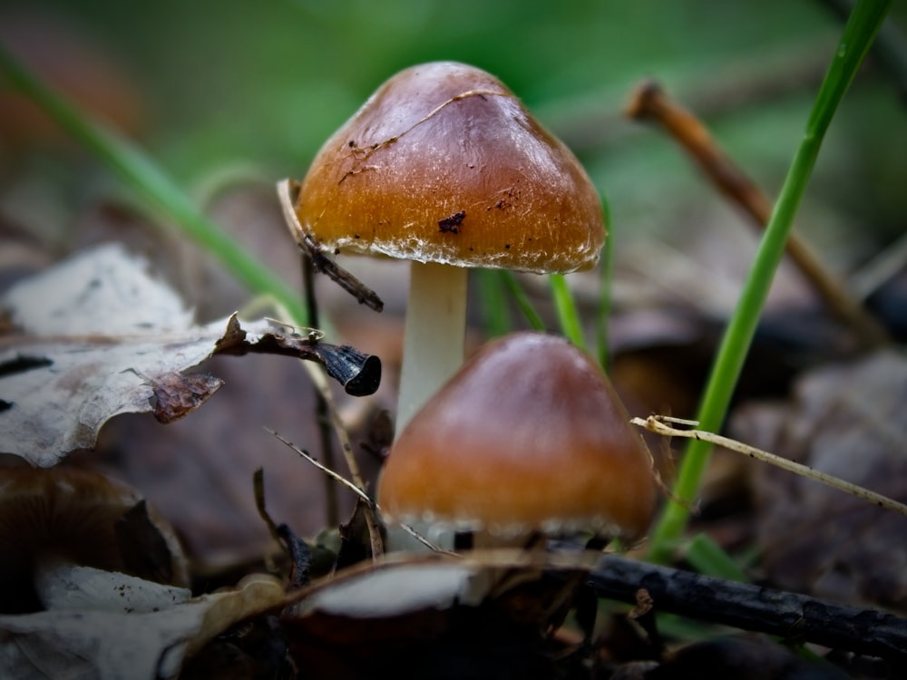 brown mushrooms