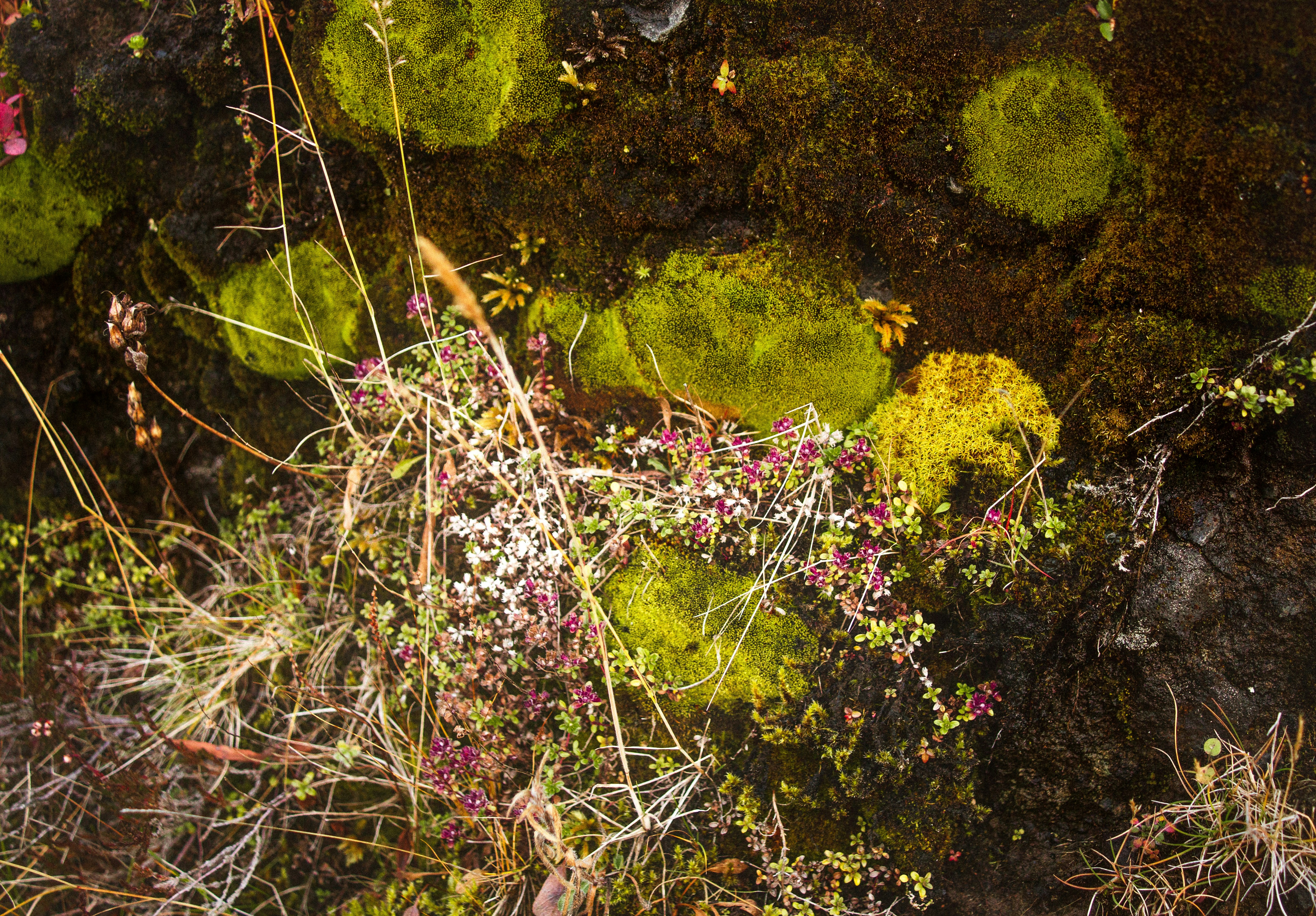 Photo by alexischloe