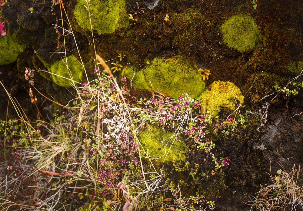 pink and white wildflowers blooming