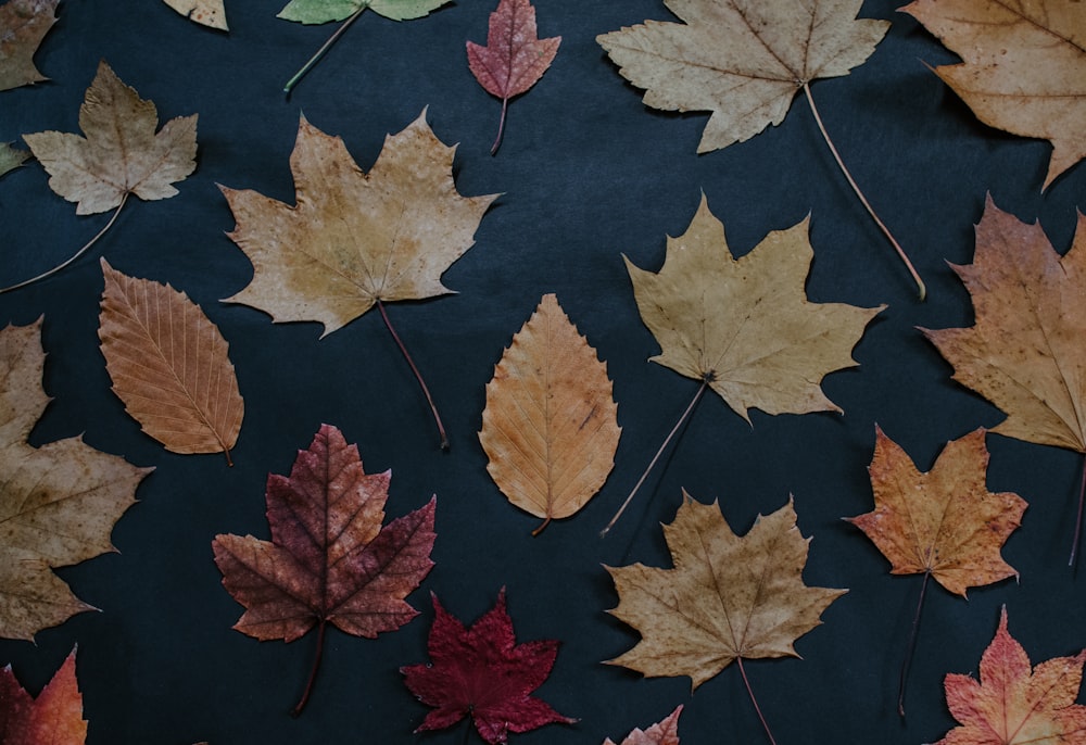 feuilles séchées sur vêtement noir