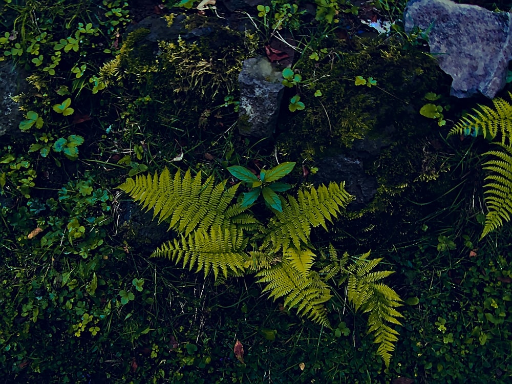 green fern plant during daytime