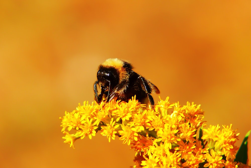 abeille sur fleurs incrustées jaunes