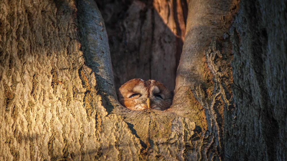 owl hiding inside tree ho9le