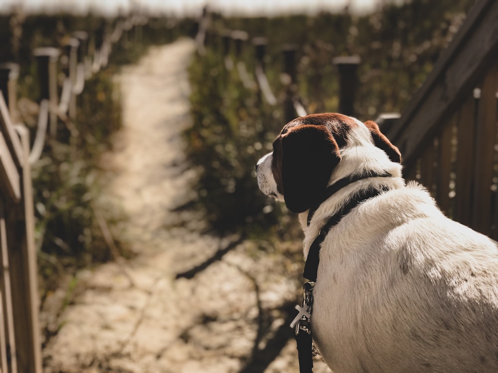 kurzhaariger braun-weißer Hund