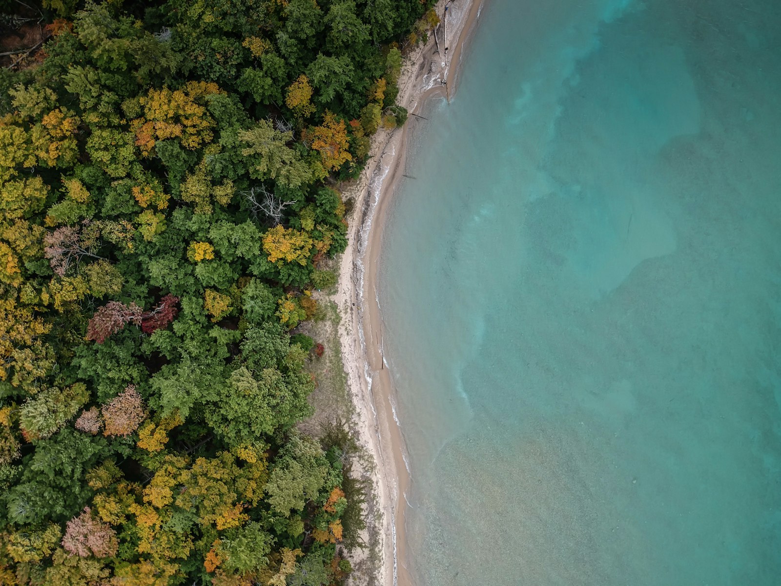 Aerial view of a curving sandy shoreline where forest in early fall color meets turquoise water