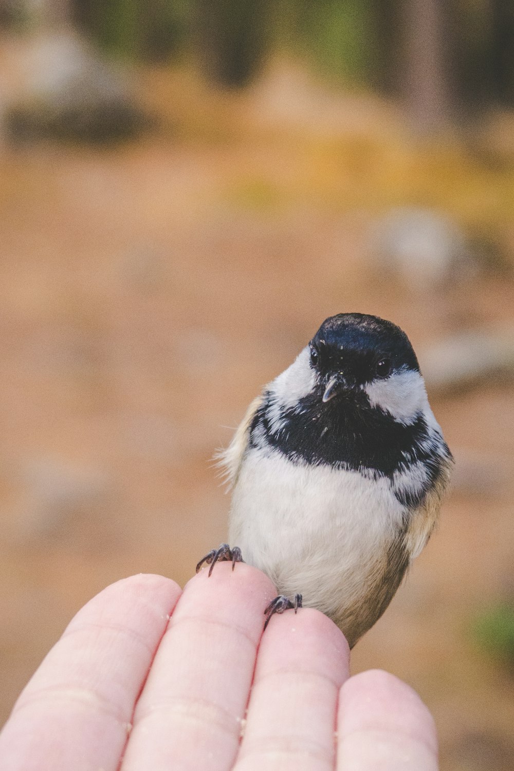 white and black bird