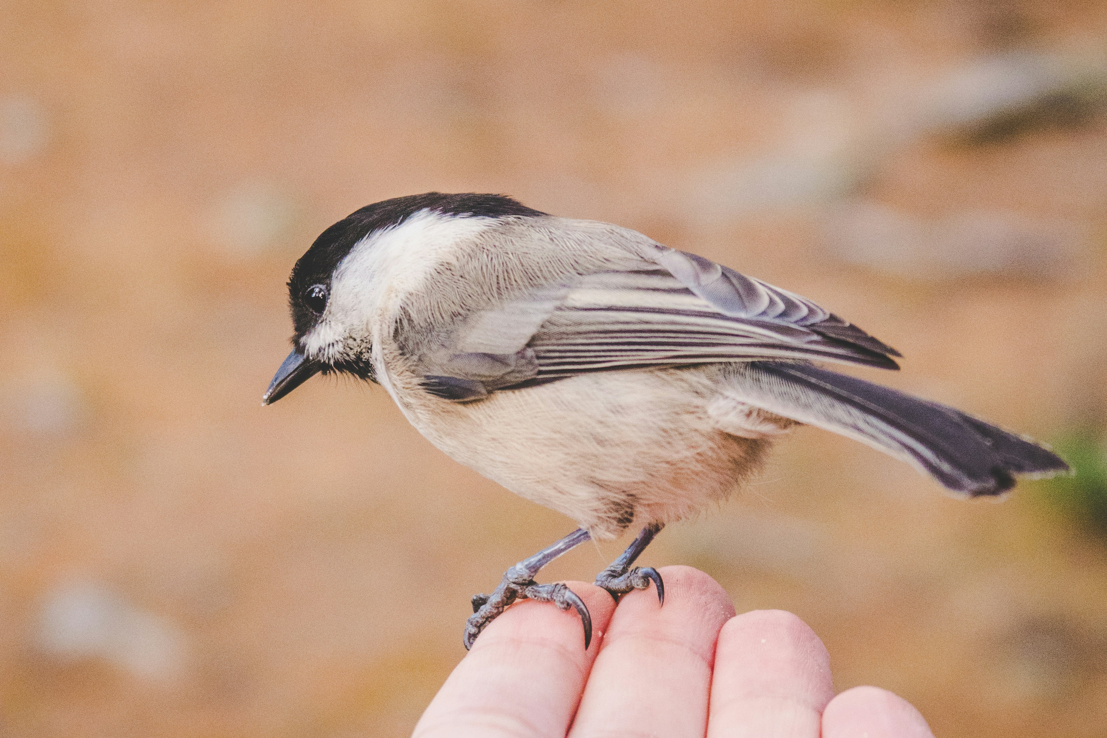 black and brown Carolina Chickadee on fingers