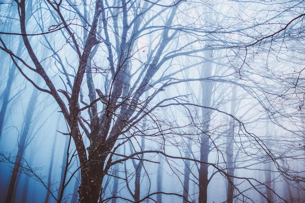 arbres dénudés avec brouillard