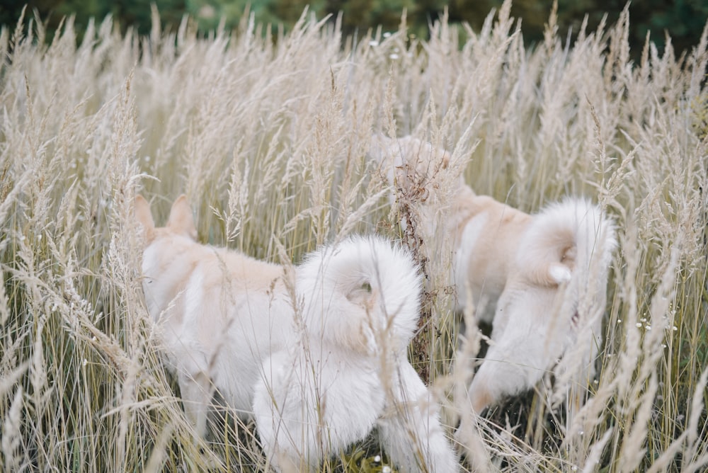 long-coated white dogs