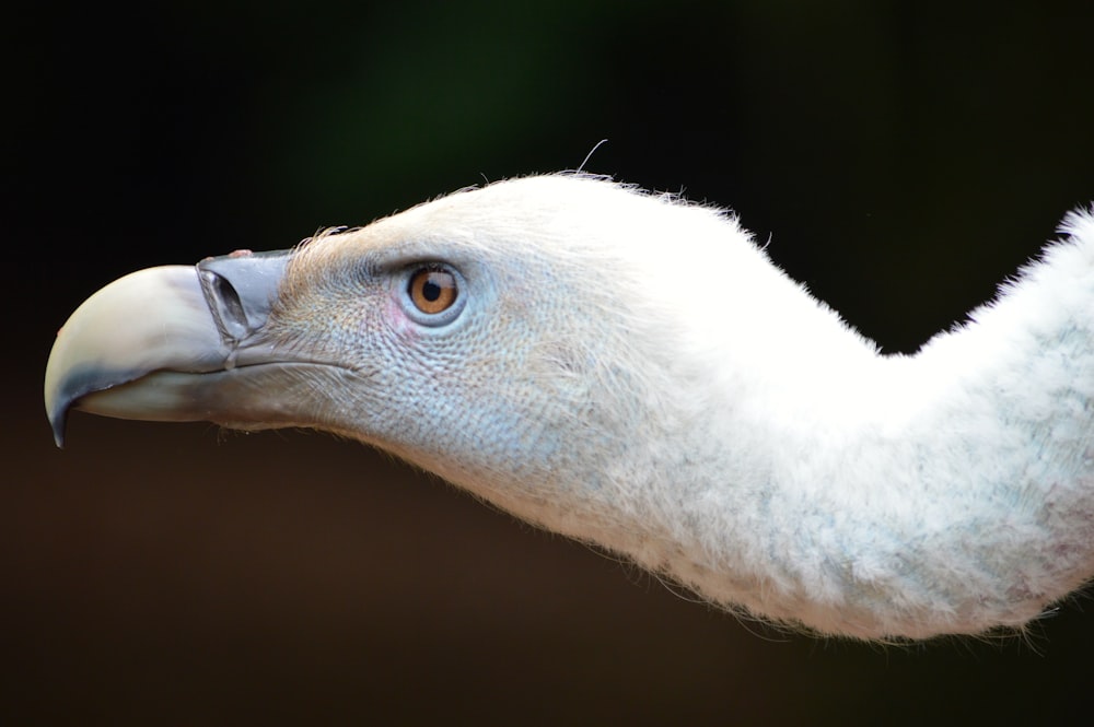 long neck bird