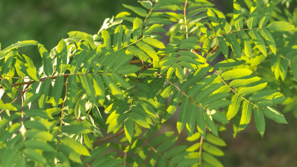 shallow focus photo of green leaves