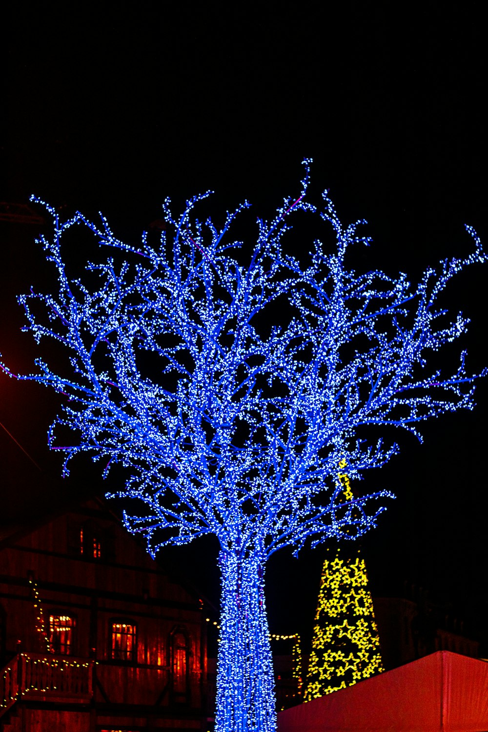 blue lighted trees