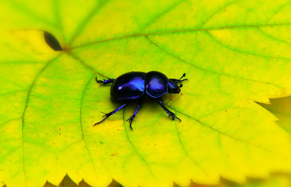blue beetle on leaf