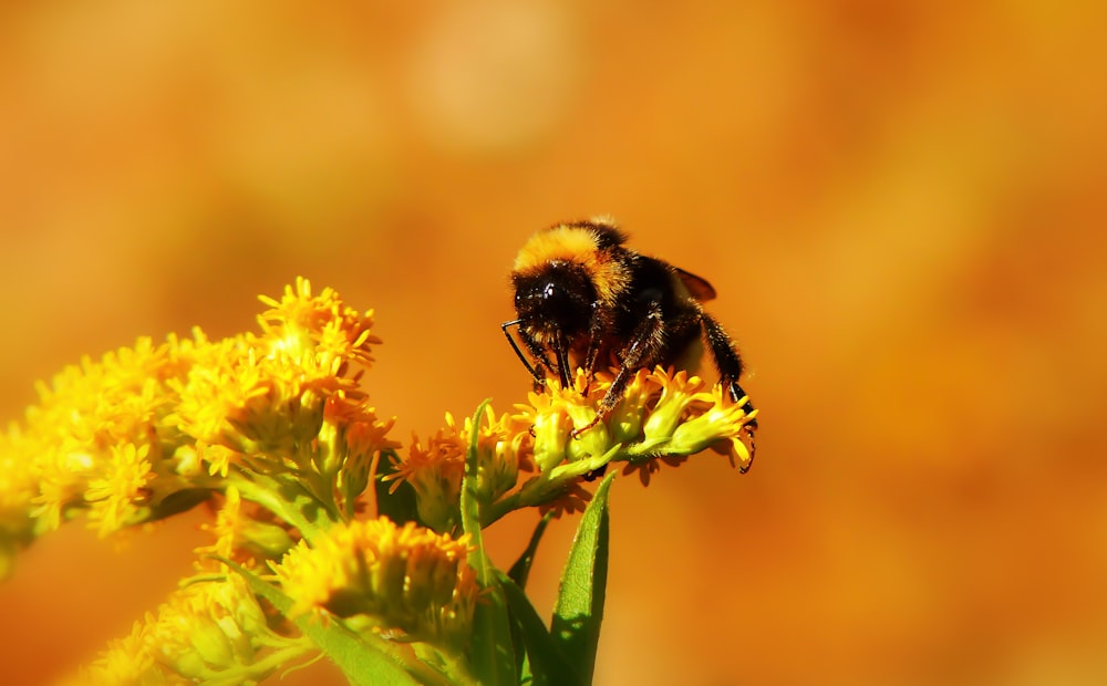 selective focus photography of bee on yellow flower