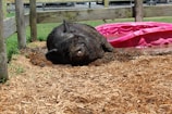 A piggy happily rolling in a muddy puddle under a sunny sky.