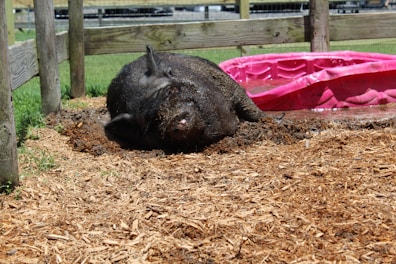 Close-up of a healthy pig rolling in fresh mud in a sunlit field.