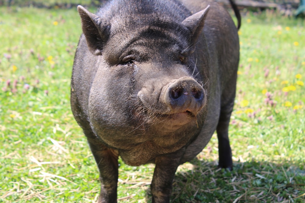 30,000+ Black Pig Pictures | Download Free Images On Unsplash