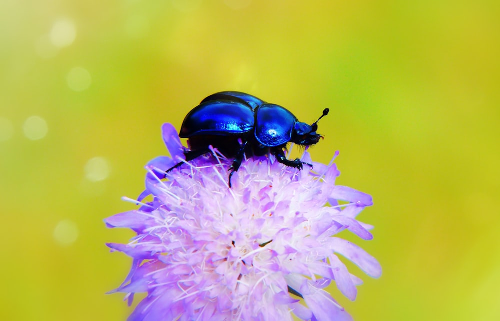 blue beetle on purple flower