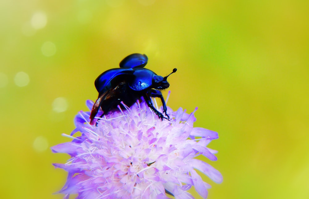 blue beetle perching on purple flower