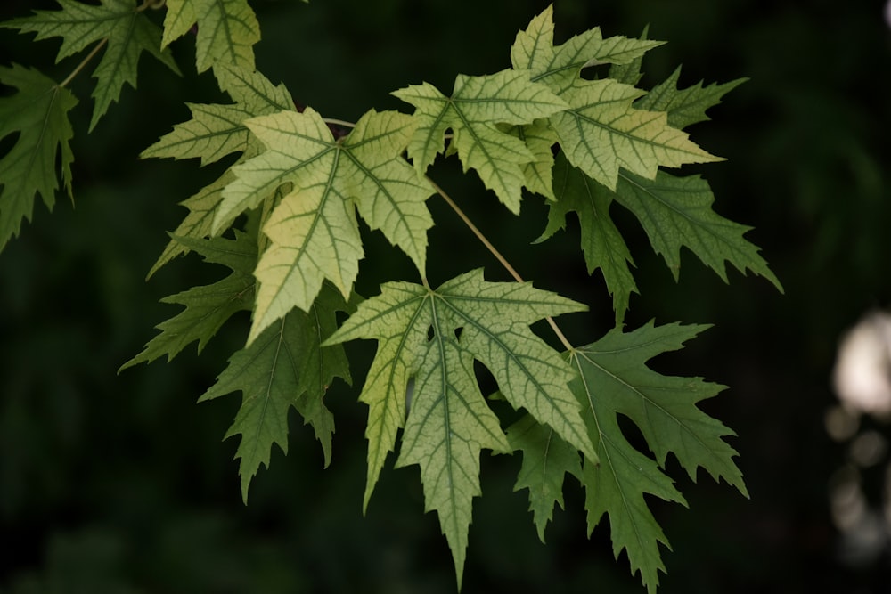 green leaf plant