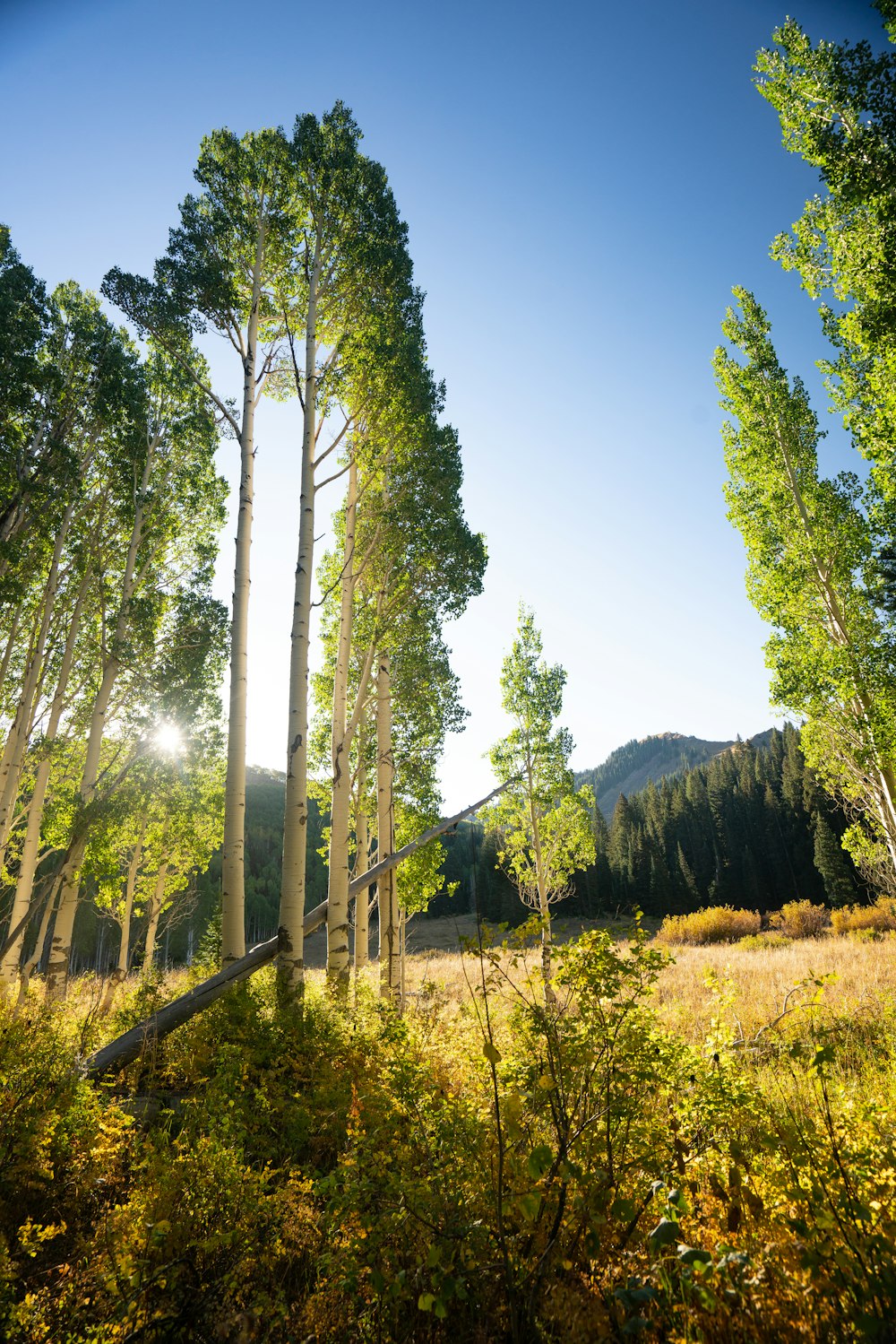 green trees in forest