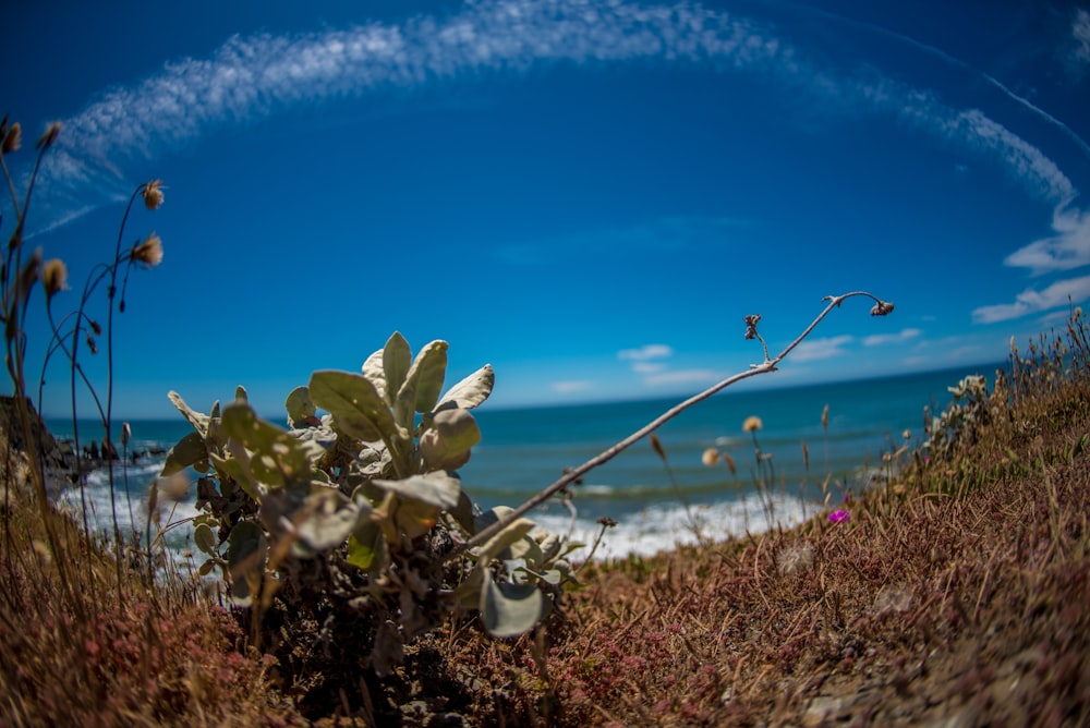 fish-eye photography of plant near body of water