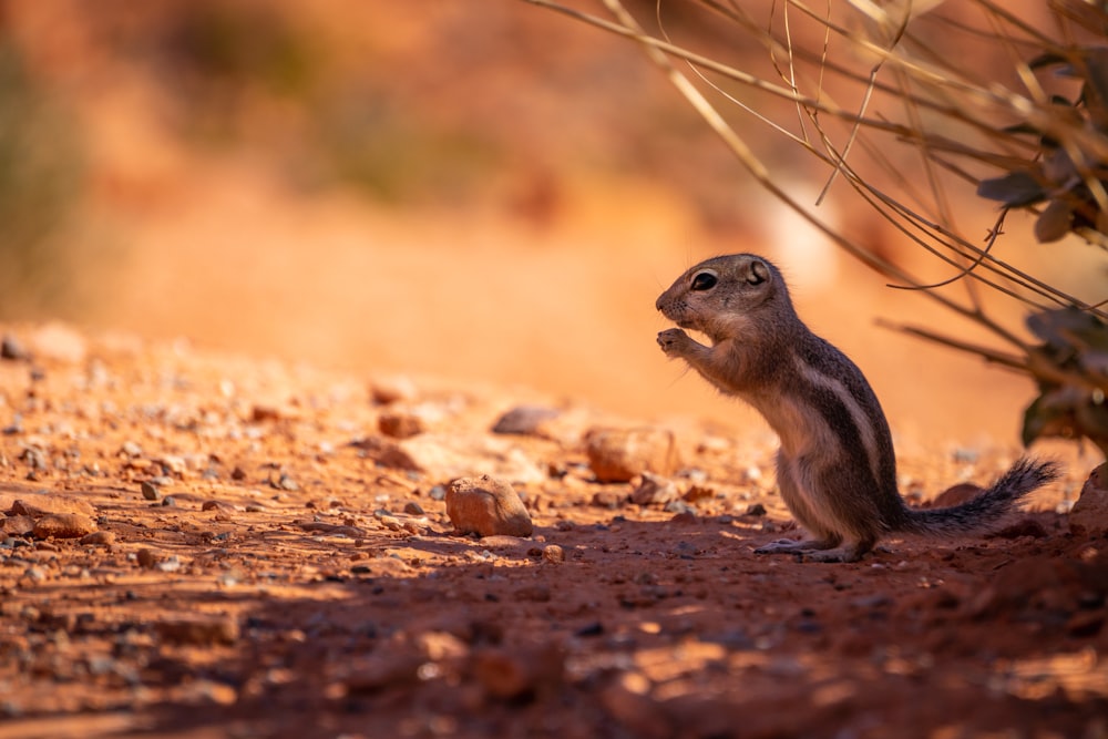 brown squirrel standing outdoor