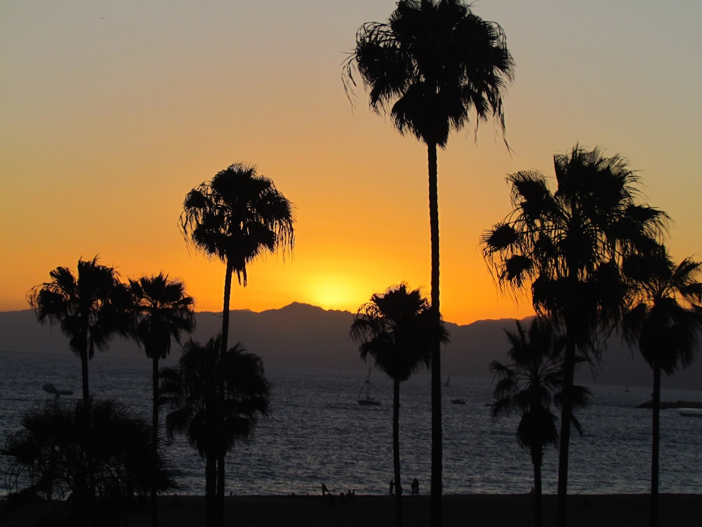 photo of trees near seashore during sunset