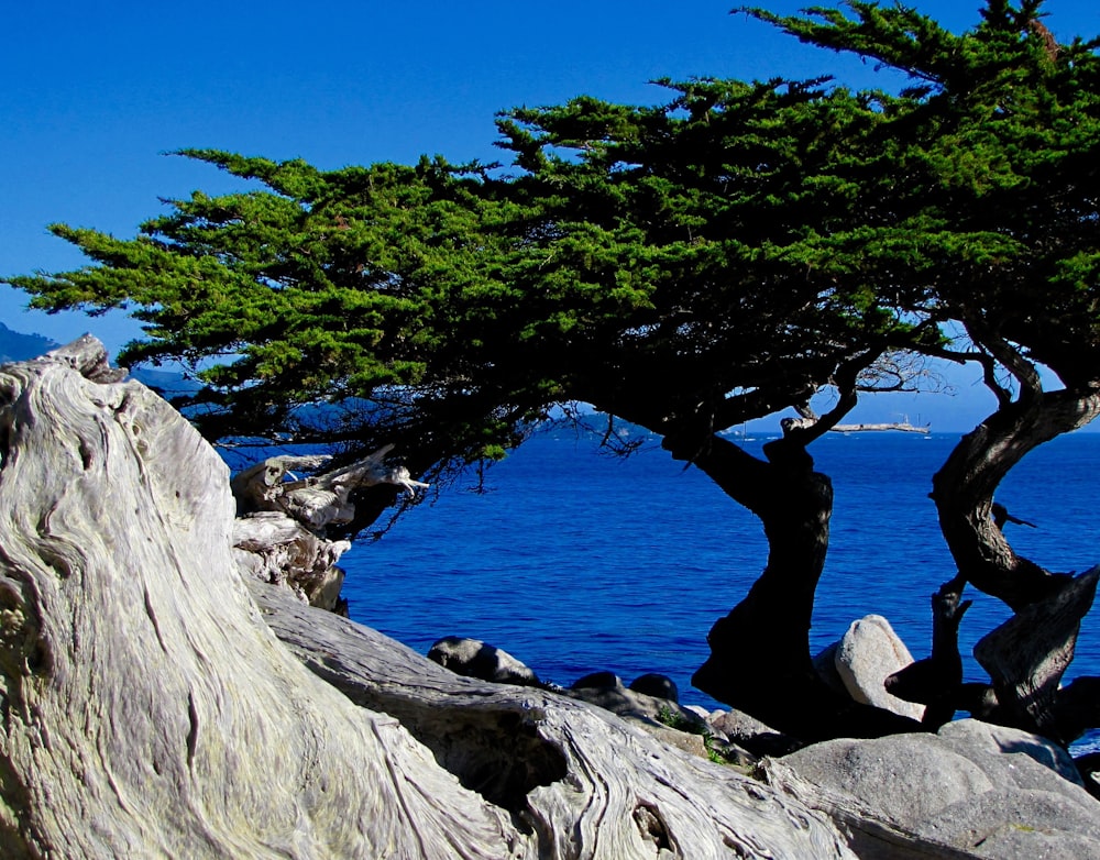 green leaf tree near ocean during daytime