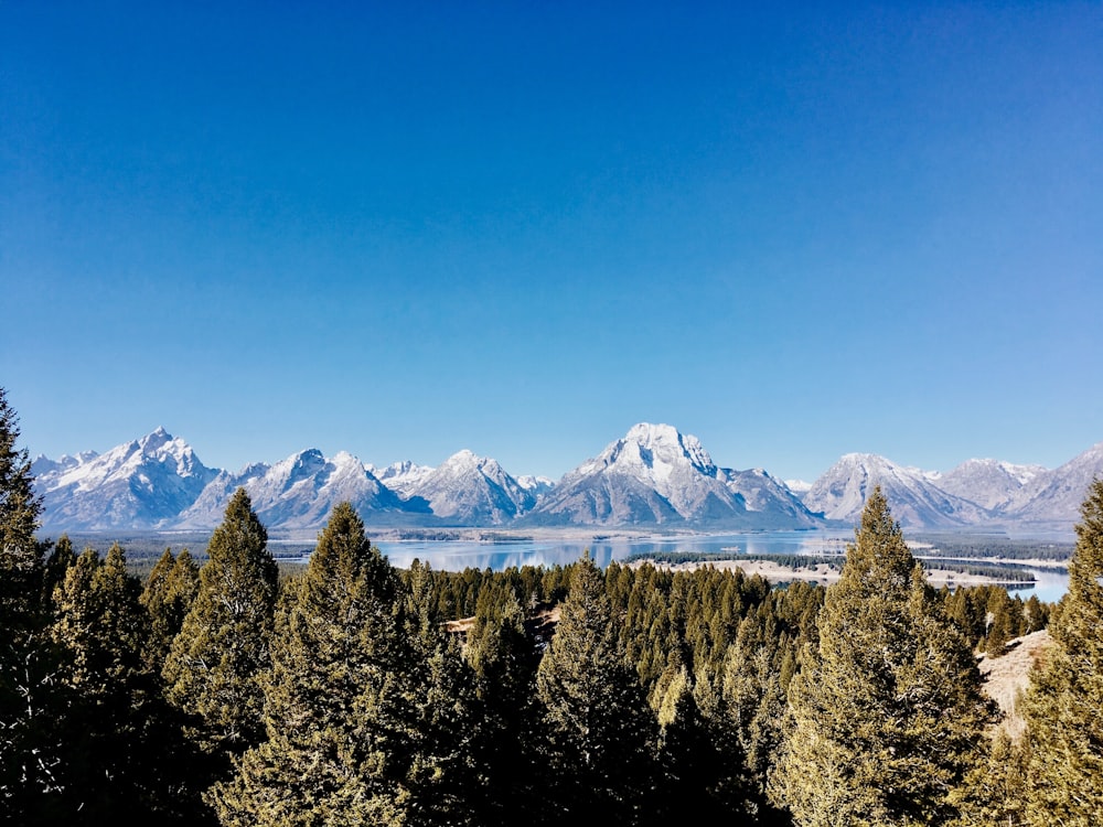 alberi verdi attraverso le montagne