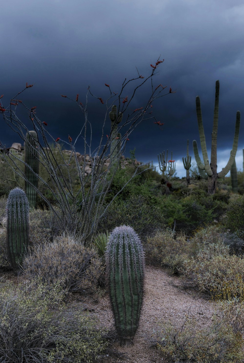 close-up photography of cactus