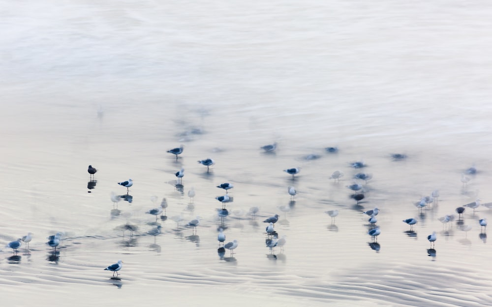 several birds on body of water at daytime