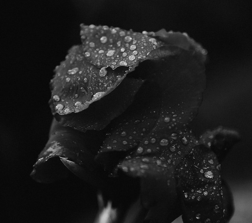 grayscale photography of flowers