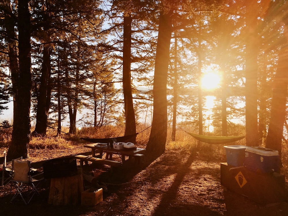 sunset and pine trees