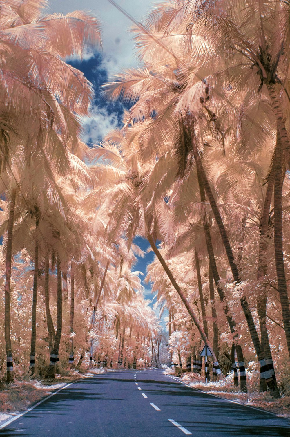 a street lined with palm trees under a blue sky