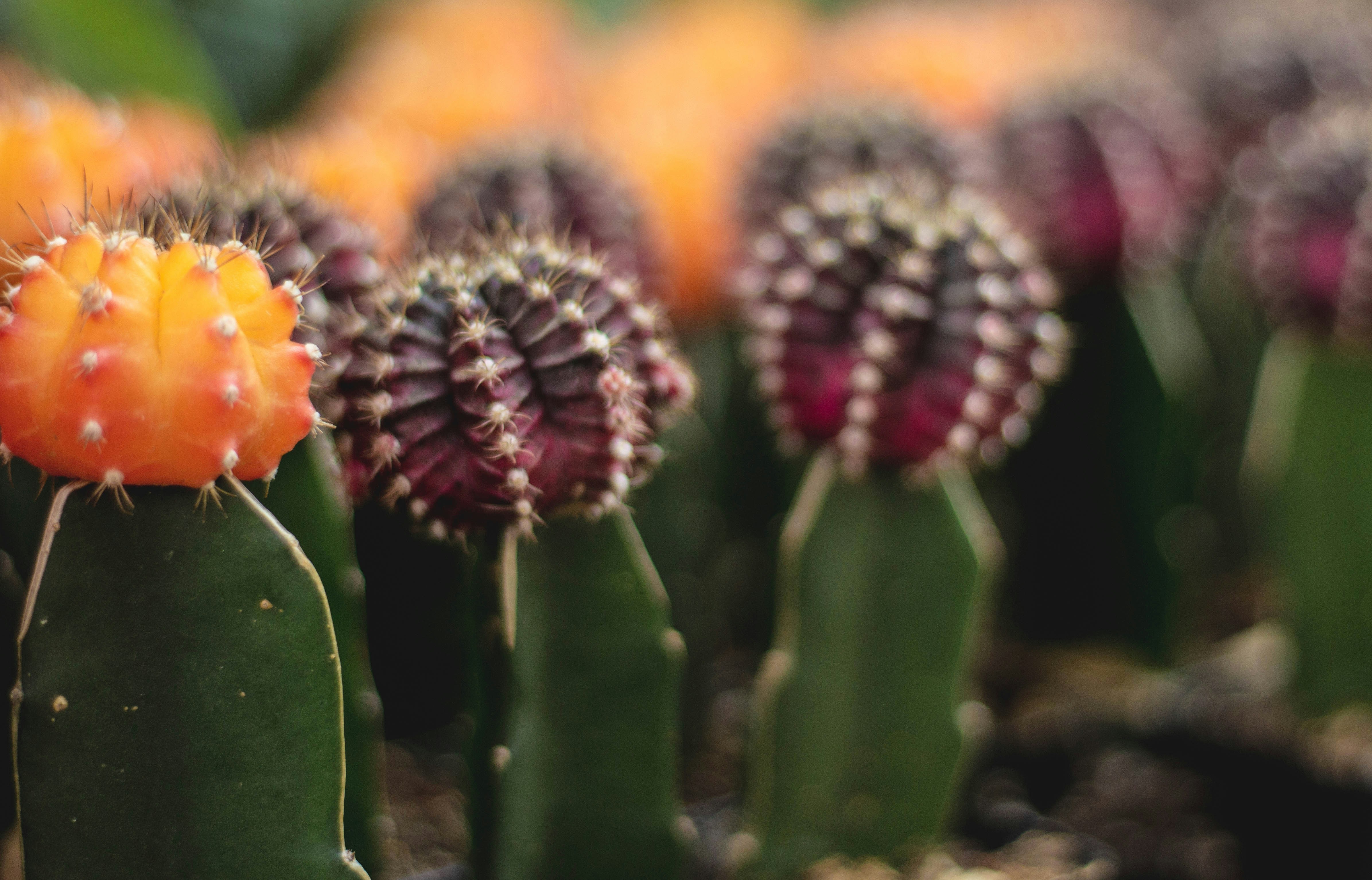 bokeh photography of red and orange cactuses