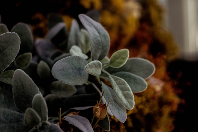Exploring the Beauty of Muted Leaves and Earthy Aesthetics