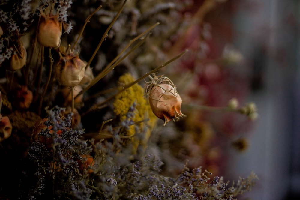 selective focus photo of brown petaled flower