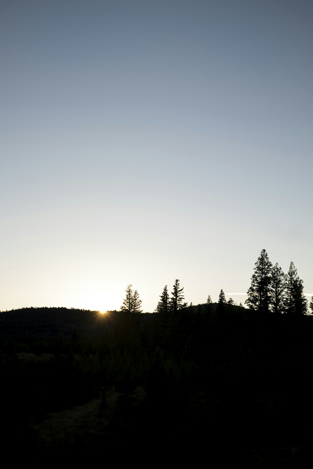 silhouette photography of trees