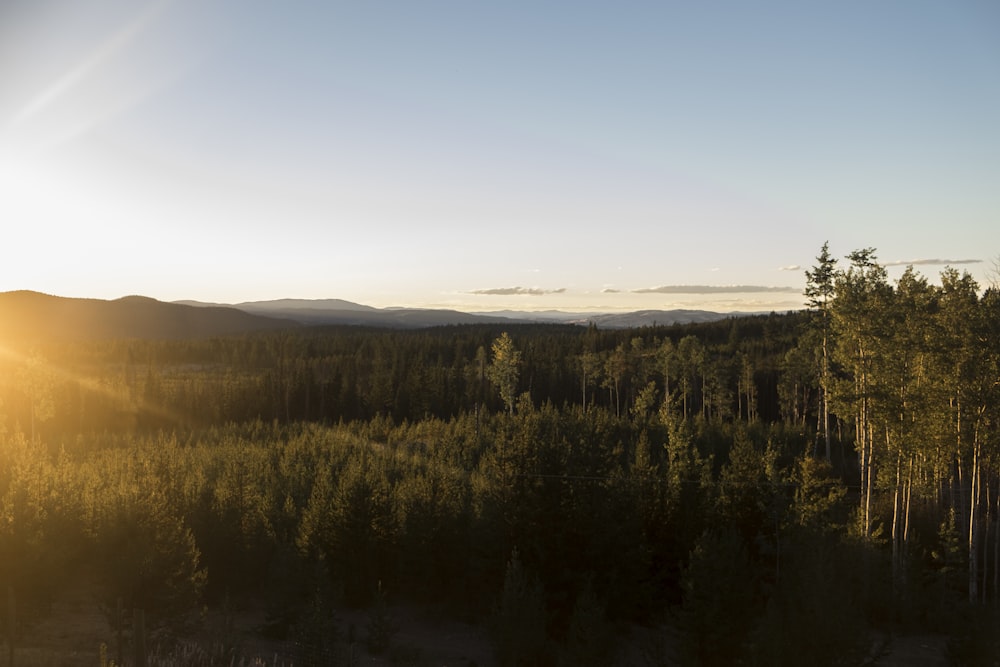 green trees during golden hour