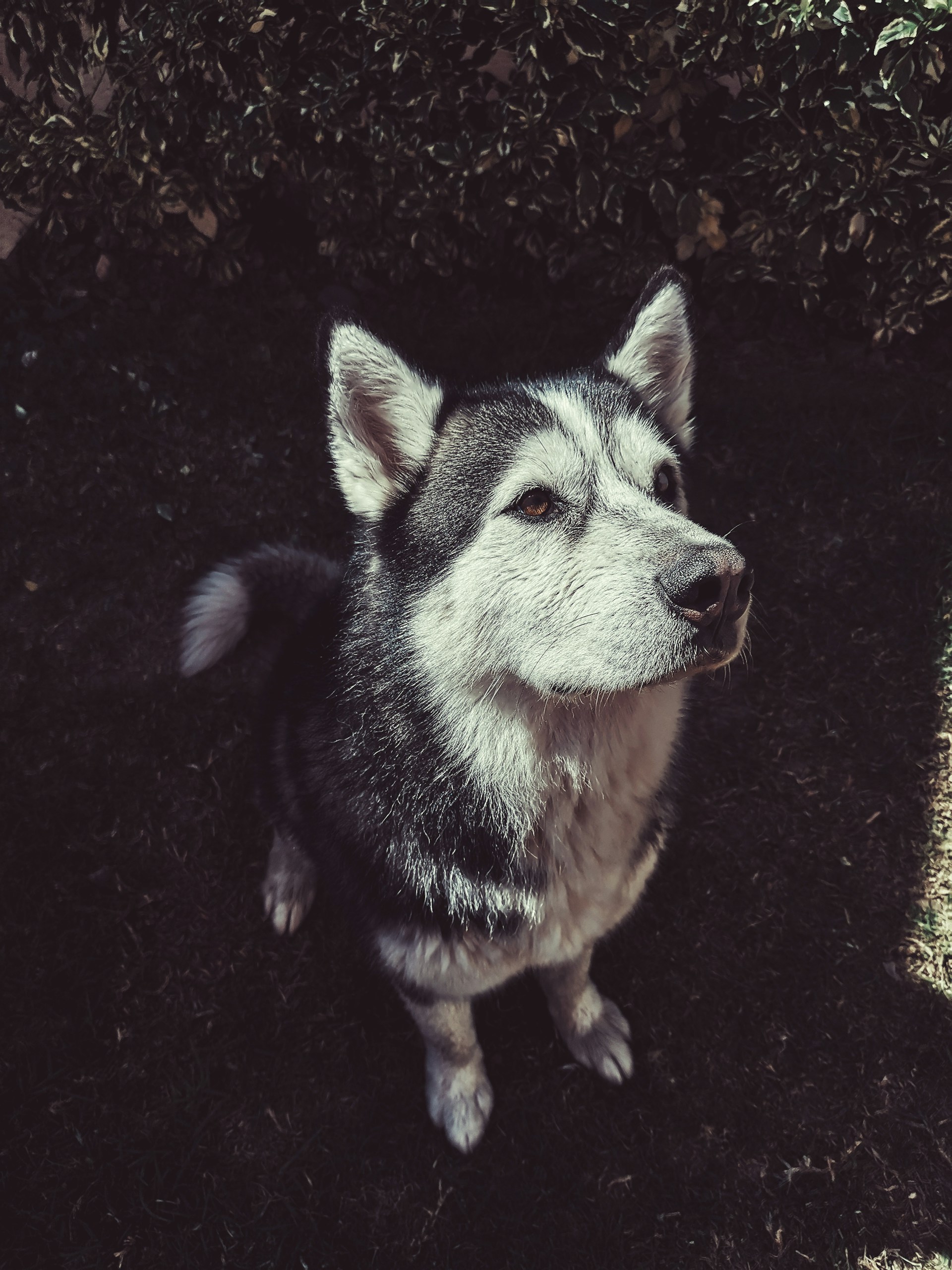 black and white bed linen